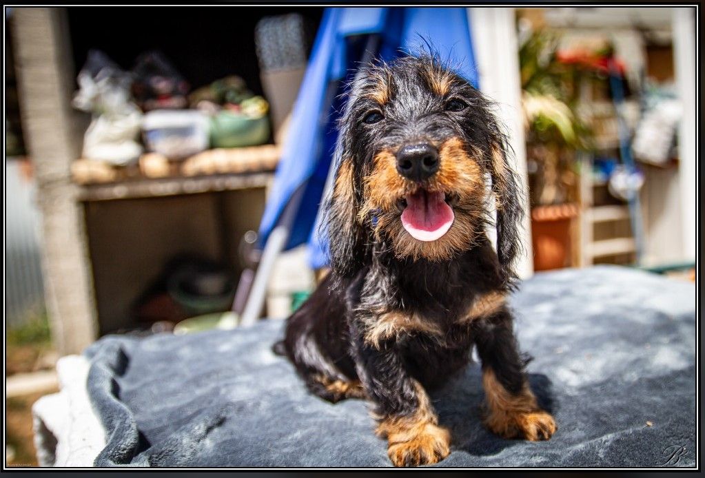 Teddy Du logis de beaumanoir