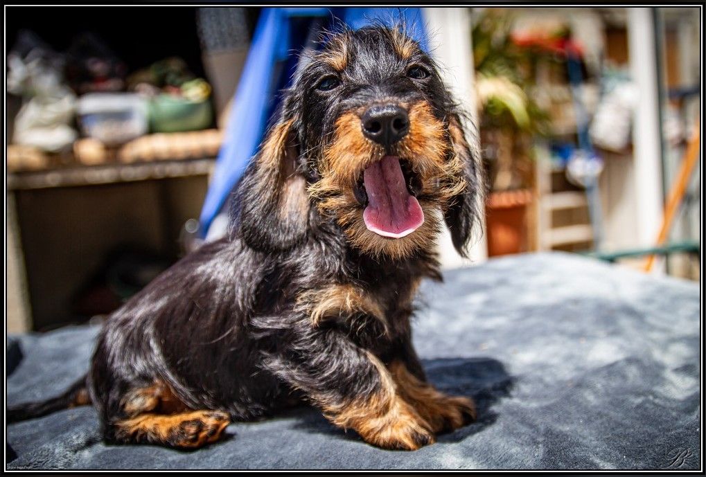 Teddy Du logis de beaumanoir