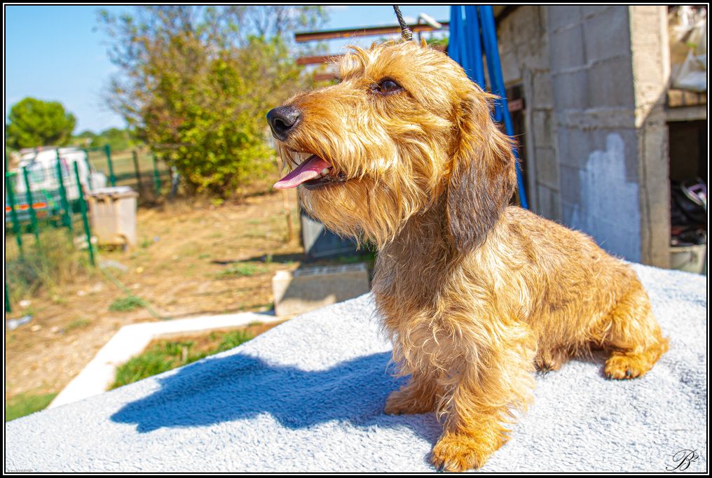 Un brin de teckilou Tiroux De Grisant