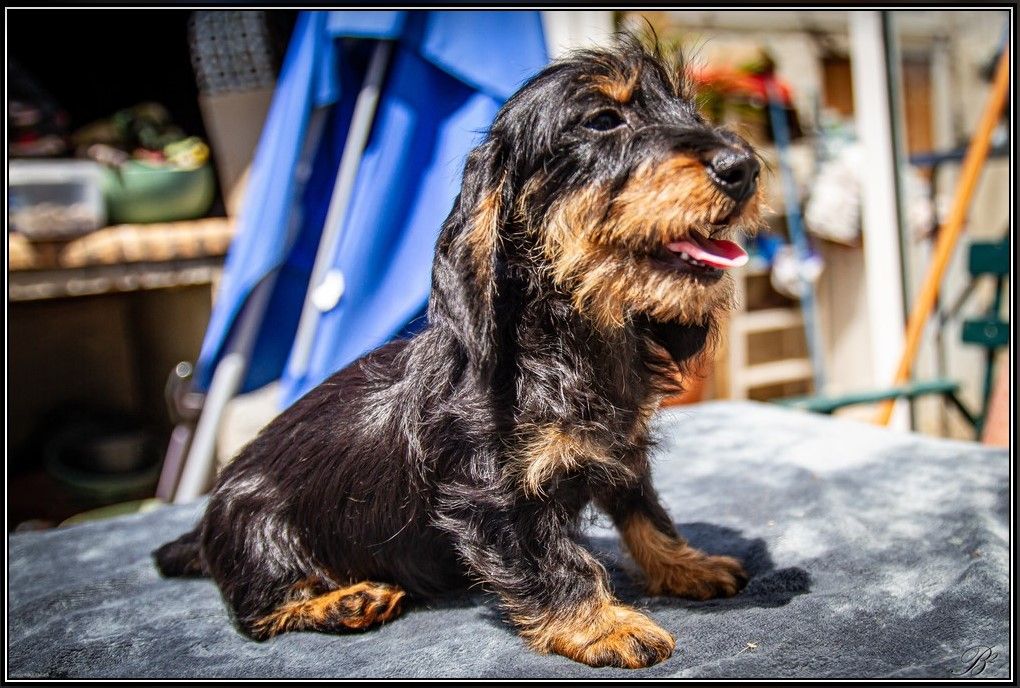 Teddy Du logis de beaumanoir