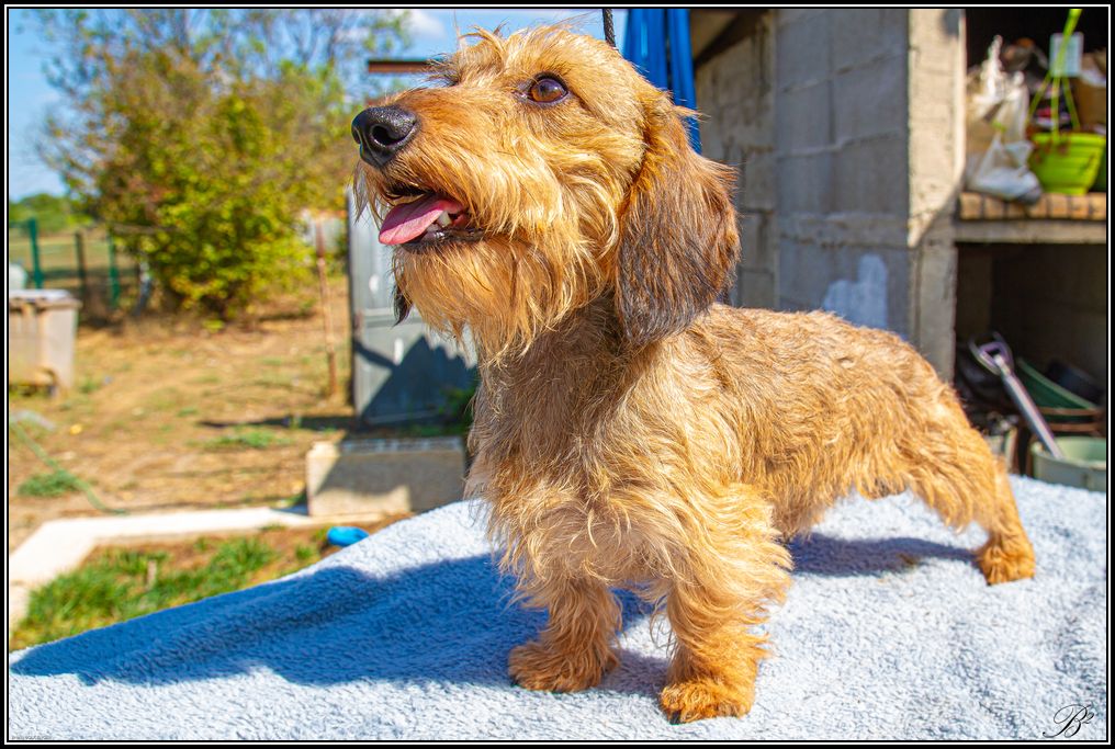 Un brin de teckilou Tiroux De Grisant