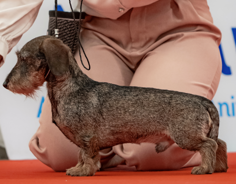 Tea time in the Purple Moon