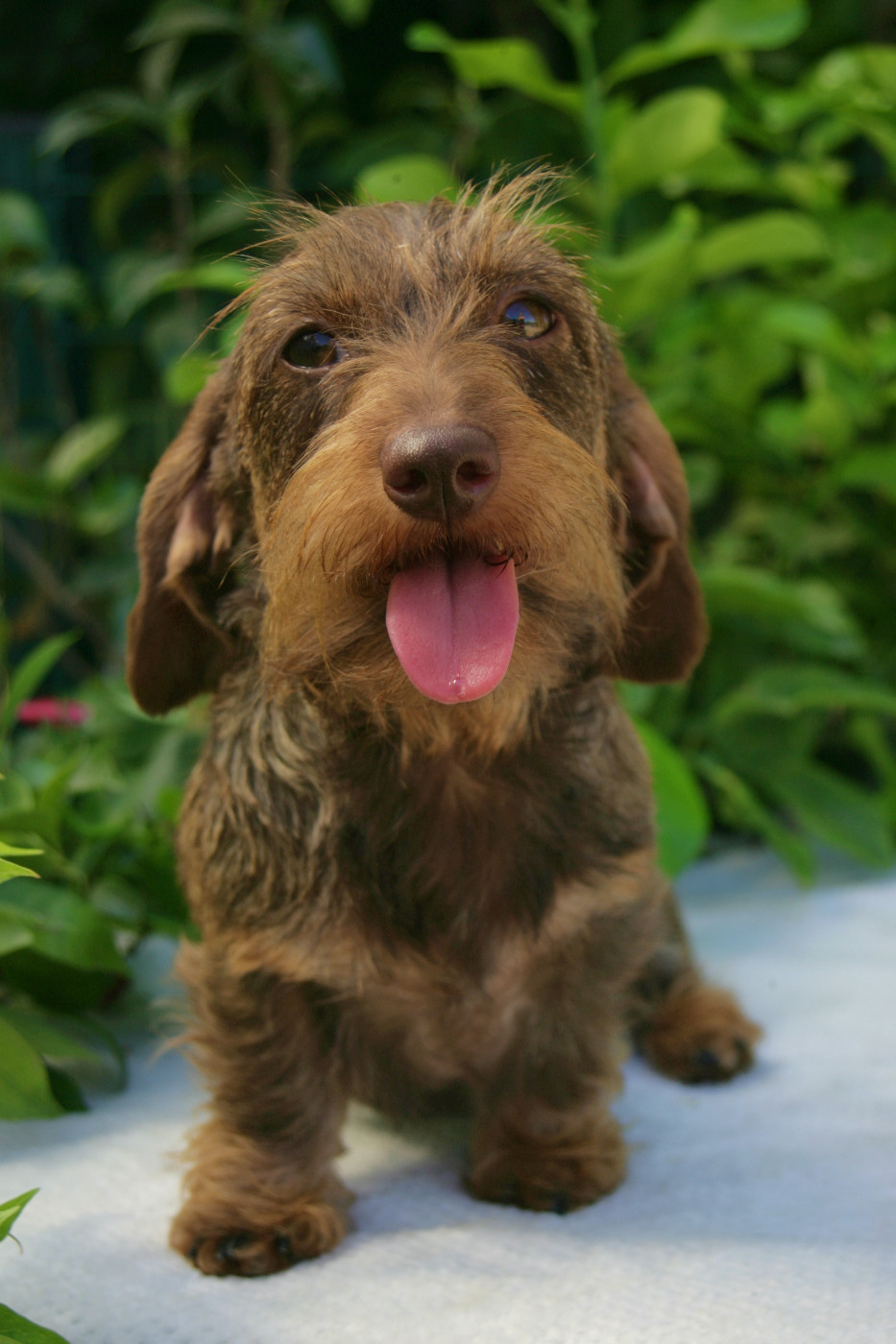 Jocker Of The Queen Upsy Daisy