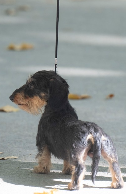 Jocker Of The Queen Vvilliwaw l'Imprevisible