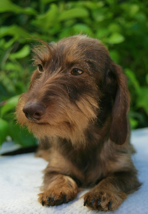 VICTORINE LA COQUINE Jocker Of The Queen