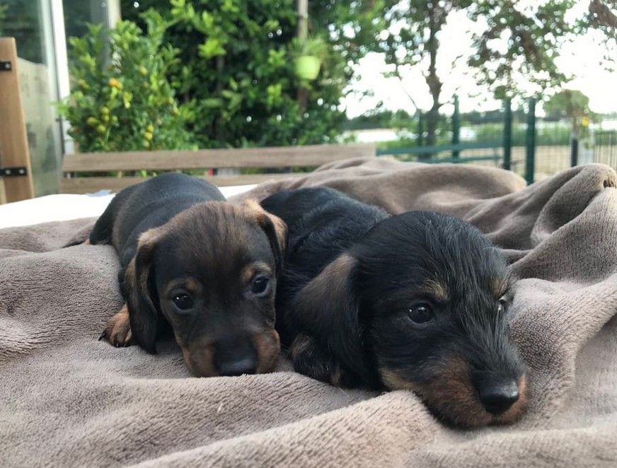 Jocker Of The Queen - Chiots disponibles - Teckel poil dur