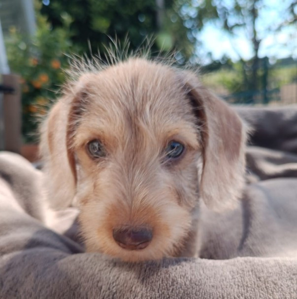 Jocker Of The Queen - Chiots disponibles - Teckel poil dur