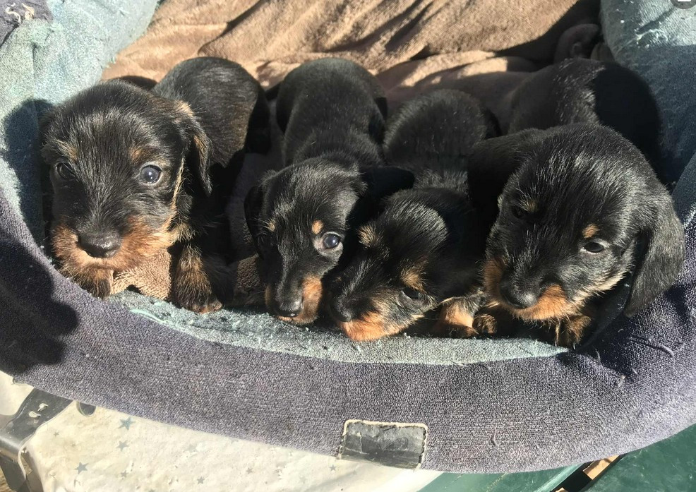 Jocker Of The Queen - Teckel poil dur - Portée née le 22/08/2025