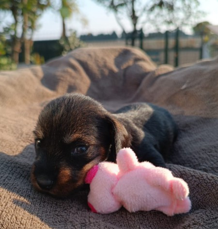 Jocker Of The Queen - Chiots disponibles - Teckel poil dur