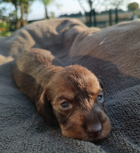 Jocker Of The Queen - Chiots disponibles - Teckel poil dur