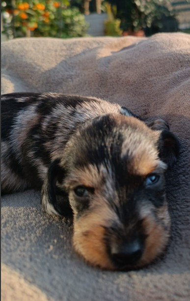 Jocker Of The Queen - Chiots disponibles - Teckel poil dur