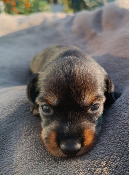 Jocker Of The Queen - Chiots disponibles - Teckel poil dur