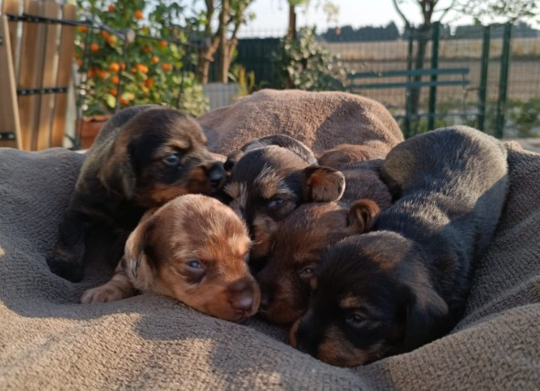 Jocker Of The Queen - Teckel poil dur - Portée née le 25/09/2025