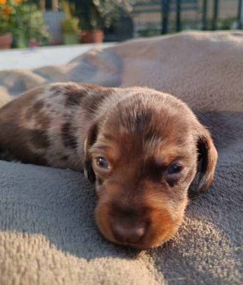 Jocker Of The Queen - Chiots disponibles - Teckel poil dur