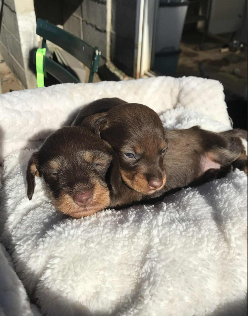 Jocker Of The Queen - Teckel poil dur - Portée née le 16/10/2025