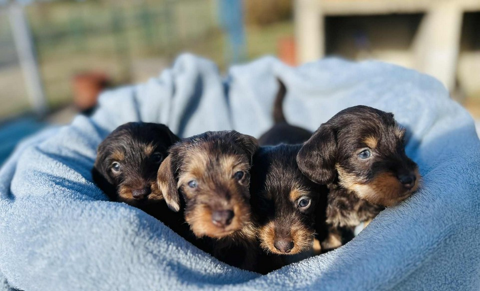 Jocker Of The Queen - Teckel poil dur - Portée née le 23/10/2025