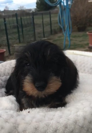 Jocker Of The Queen - Chiots disponibles - Teckel poil dur