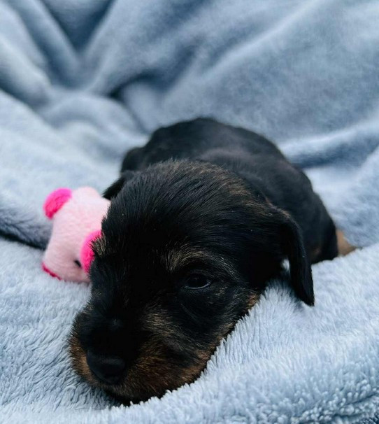 Jocker Of The Queen - Chiots disponibles - Teckel poil dur