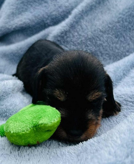 Jocker Of The Queen - Chiots disponibles - Teckel poil dur