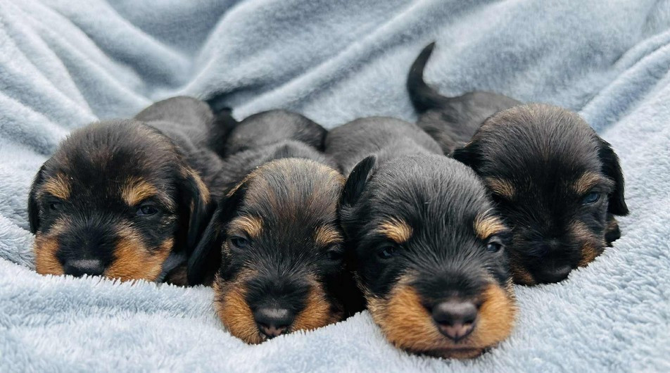 Jocker Of The Queen - Teckel poil dur - Portée née le 01/01/2026