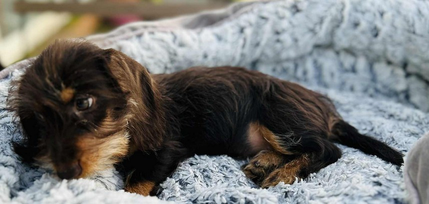 Jocker Of The Queen - Chiots disponibles - Teckel poil dur