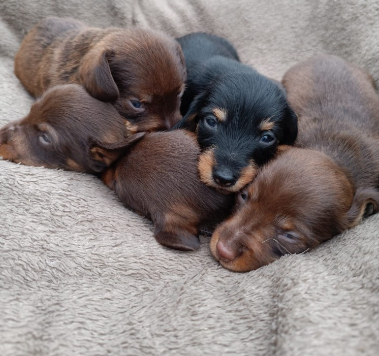 Chiot Teckel poil dur Jocker Of The Queen