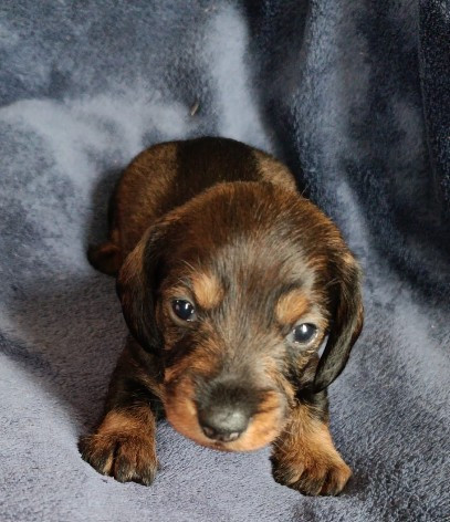 Jocker Of The Queen - Chiots disponibles - Teckel poil dur