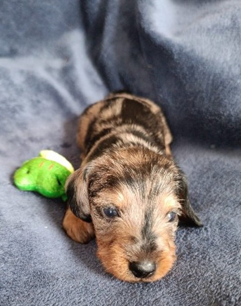 Jocker Of The Queen - Chiots disponibles - Teckel poil dur