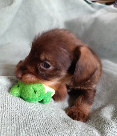 Jocker Of The Queen - Chiots disponibles - Teckel poil dur