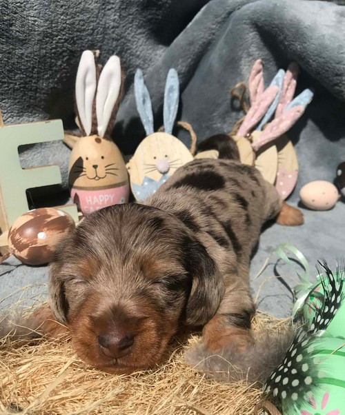 Jocker Of The Queen - Chiots disponibles - Teckel poil dur