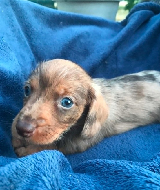Jocker Of The Queen - Chiots disponibles - Teckel poil dur