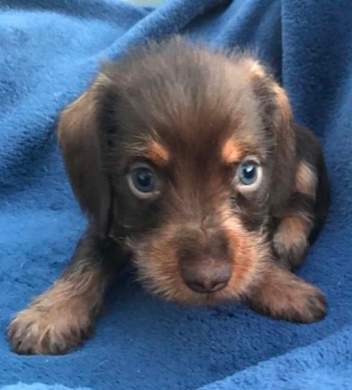 Jocker Of The Queen - Chiots disponibles - Teckel poil dur