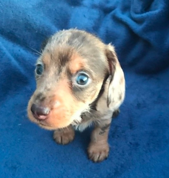 Jocker Of The Queen - Chiots disponibles - Teckel poil dur