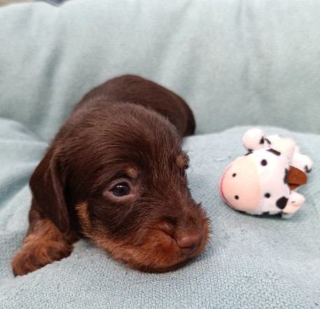 Jocker Of The Queen - Chiots disponibles - Teckel poil dur