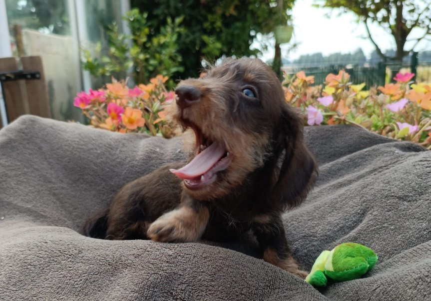 Jocker Of The Queen - Chiots disponibles - Teckel poil dur