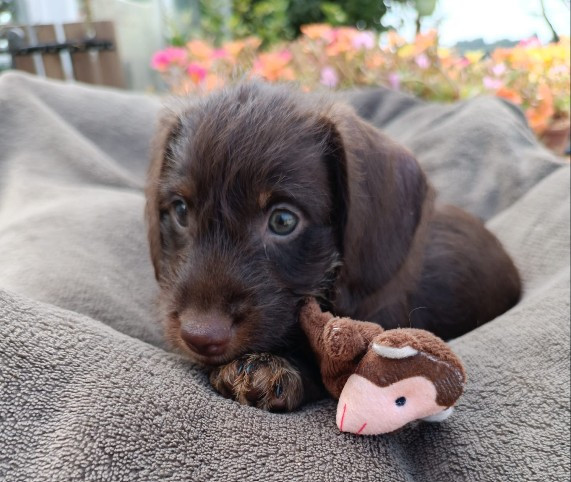 Jocker Of The Queen - Chiots disponibles - Teckel poil dur