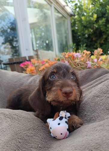 Jocker Of The Queen - Chiots disponibles - Teckel poil dur