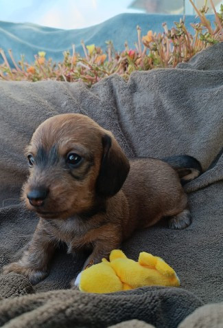 Jocker Of The Queen - Chiots disponibles - Teckel poil dur