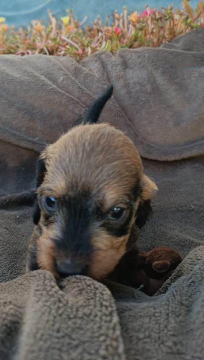 Jocker Of The Queen - Chiots disponibles - Teckel poil dur