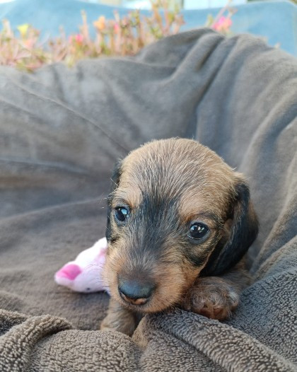Jocker Of The Queen - Chiots disponibles - Teckel poil dur