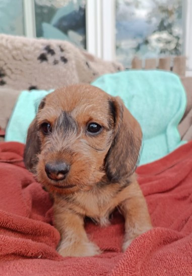 Jocker Of The Queen - Chiots disponibles - Teckel poil dur