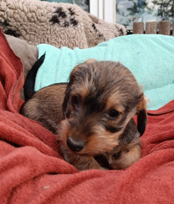 Jocker Of The Queen - Chiots disponibles - Teckel poil dur