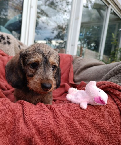 Jocker Of The Queen - Chiots disponibles - Teckel poil dur