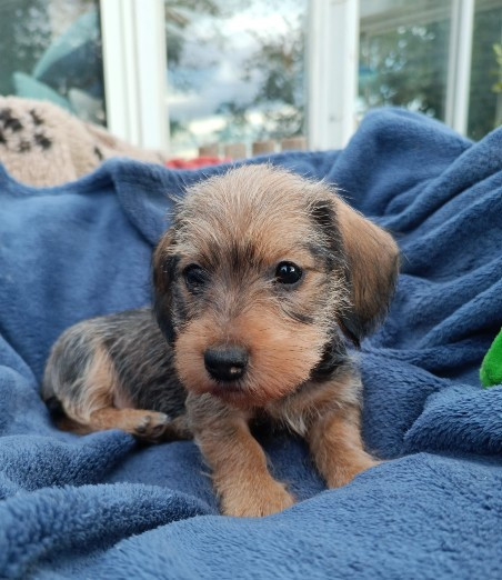 Jocker Of The Queen - Chiots disponibles - Teckel poil dur