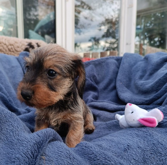 Jocker Of The Queen - Chiots disponibles - Teckel poil dur