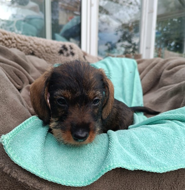 Jocker Of The Queen - Chiots disponibles - Teckel poil dur