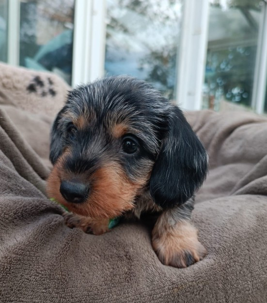 Jocker Of The Queen - Chiots disponibles - Teckel poil dur