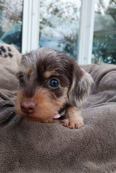 Jocker Of The Queen - Chiots disponibles - Teckel poil dur