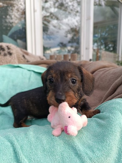 Jocker Of The Queen - Chiots disponibles - Teckel poil dur