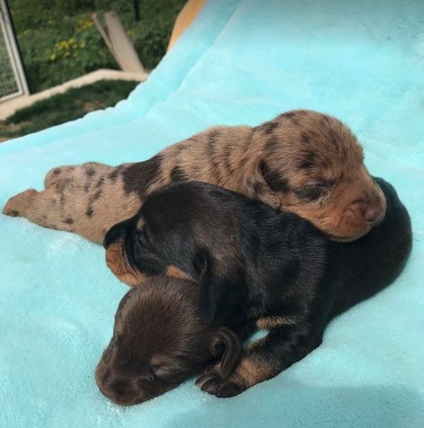 Chiot Teckel poil dur Jocker Of The Queen